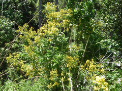 Acrisione denticulata