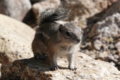 Ammospermophilus harrisii