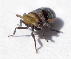 Conomelus anceps