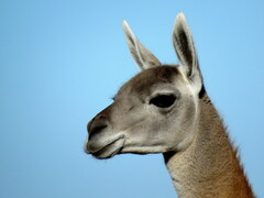 Lama guanicoe