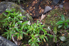 Anaphalioides trinervis