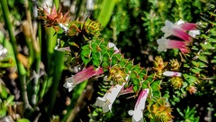 Epacris longiflora