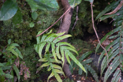 Blechnum novae-zelandiae