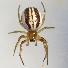Araneus pratensis
