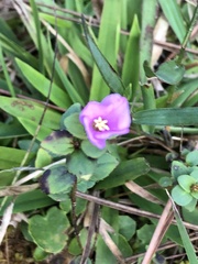 Rhexia nuttallii