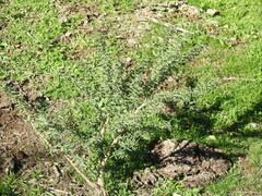 Adenocarpus hispanicus