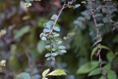 Metrosideros diffusa