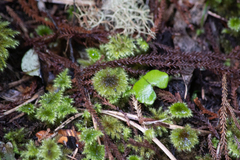 Hypnodendron