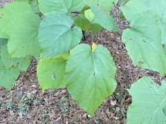 Vernicia fordii