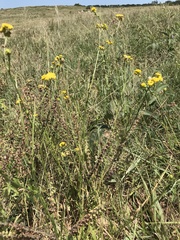 Nidorella