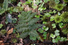 Leptopteris hymenophylloides