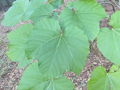 Vernicia fordii