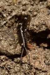 Nebriinae