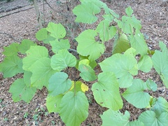 Vernicia fordii