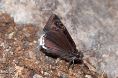 Erynnis tristis tatius