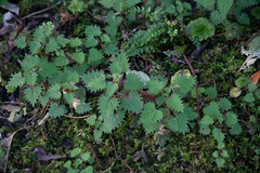 Urtica sykesii