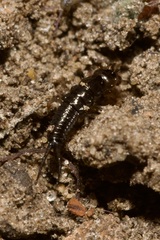 Nebriinae