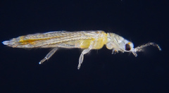Frankliniella