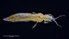 Frankliniella