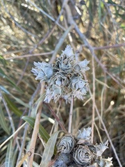 Rabdophaga strobiloides