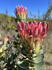 Protea eximia