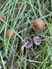 Psathyrella