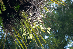 Pittosporum cornifolium