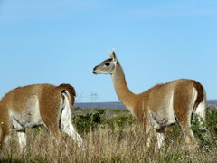 Lama guanicoe