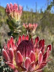 Protea eximia