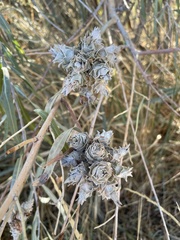 Rabdophaga strobiloides