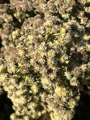 Baccharis pilularis consanguinea