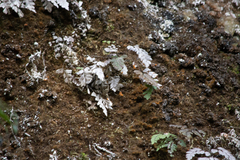 Adiantum cunninghamii