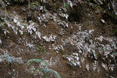 Adiantum cunninghamii