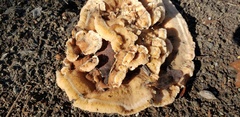 Fungi