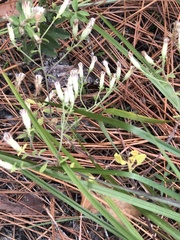 Sericocarpus tortifolius