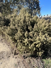 Baccharis pilularis consanguinea
