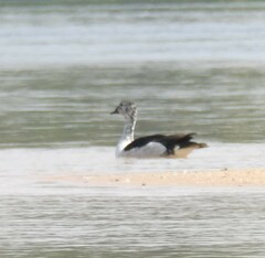 Sarkidiornis melanotos