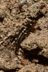 Nebriinae