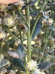 Baccharis pilularis consanguinea