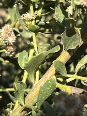 Baccharis pilularis consanguinea
