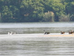 Sarkidiornis melanotos