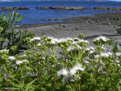 Ageratina glechonophylla