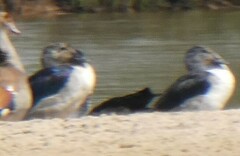 Sarkidiornis melanotos