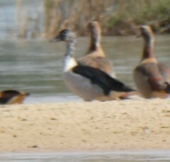 Sarkidiornis melanotos