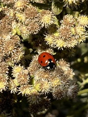 Baccharis pilularis consanguinea