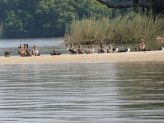 Sarkidiornis melanotos