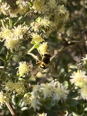 Baccharis pilularis consanguinea