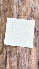 Backhousia subargentea