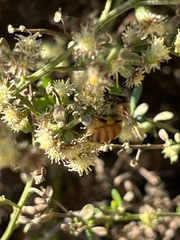 Baccharis pilularis consanguinea