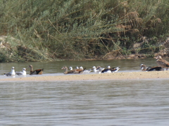 Sarkidiornis melanotos